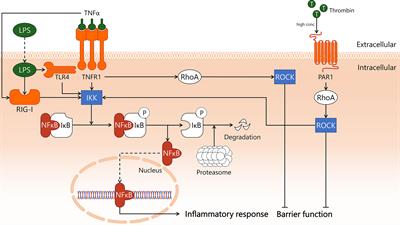 Unlocking the Untapped Potential of Endothelial Kinase and Phosphatase Involvement in Sepsis for Drug Treatment Design